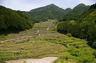 四谷の千枚田