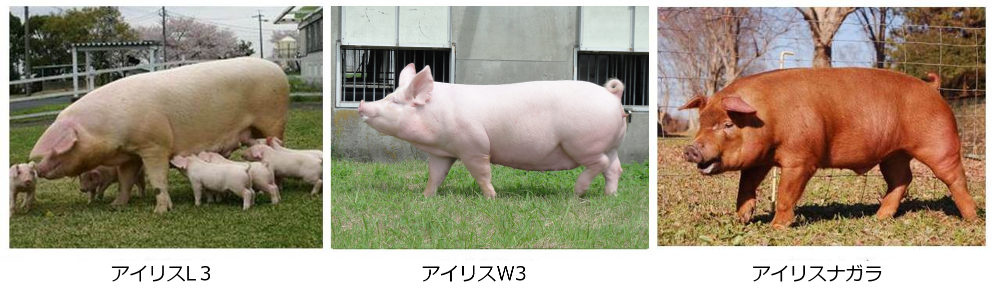 愛知の系統豚