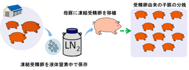 子豚生産