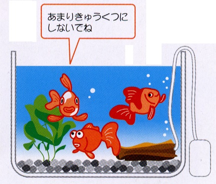 水槽に入れる金魚の数の目安