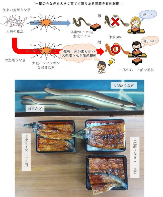 大型ウナギ開発図