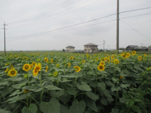 　多面（ひまわりの植栽）