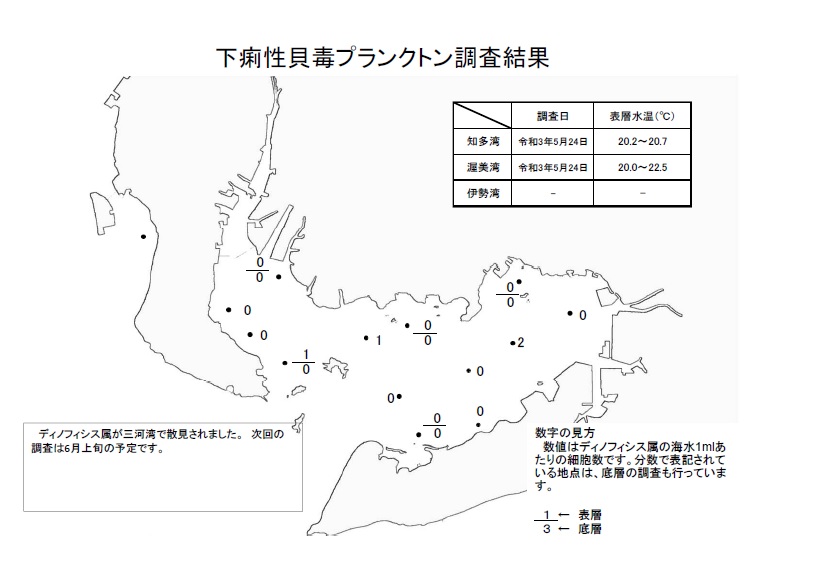 下痢性貝毒プランクトン調査結果20210524