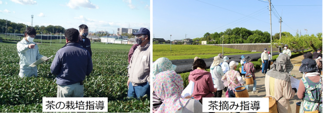 茶の栽培指導