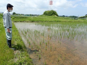 水稲の生育調査状況