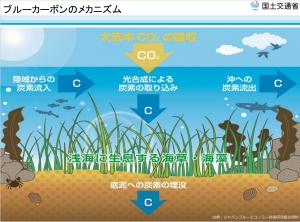 ブルーカーボンのメカニズム