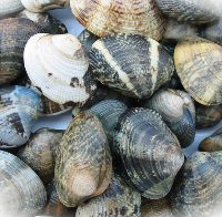 あさり