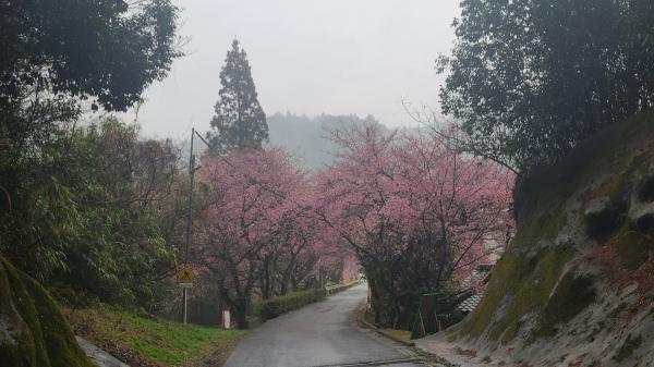 河津桜