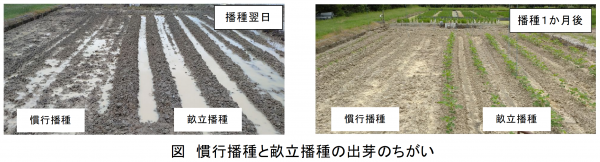 慣行播種と畝立播種の出芽のちがい