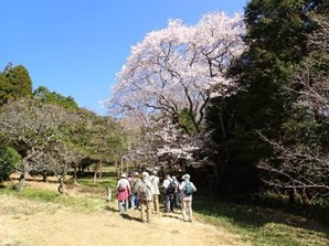 自然ウォッチング春