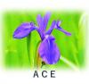 ACE