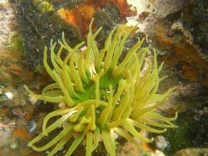 吉良町の水生生物