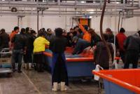 【一色町】一色魚市場の風景3