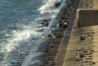 【吉良町】宮崎海岸の水鳥