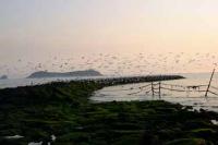 【蒲郡市】竹島海岸から一斉に飛び立つカモメたち