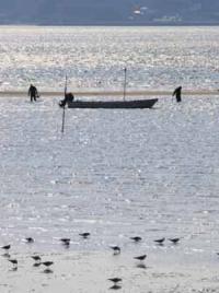 【蒲郡市】アサリ漁の風景4