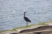 【蒲郡市】アオサギ1（春日浦海岸）