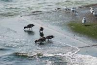【蒲郡市】カモとカモメ（竹島付近）