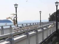 【蒲郡市】カモメ（竹島桟橋）