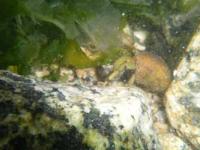 【蒲郡市】ヤドカリ水中写真2（西浦海岸）