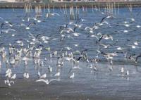 【蒲郡市】一斉に飛び立つカモメ（春日浦海岸） 