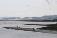 【豊橋市】豊川河口の風景1