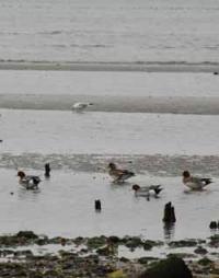 【豊橋市】カモ1（豊川河口）