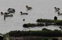 【豊橋市】カモ2（豊川河口）