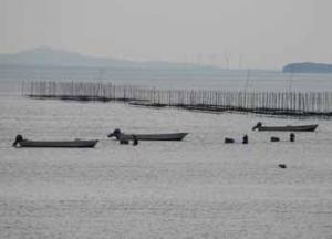 【一色町】アサリ漁の風景2