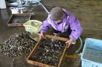 【幡豆町】アサリの選別1（東幡豆漁港）