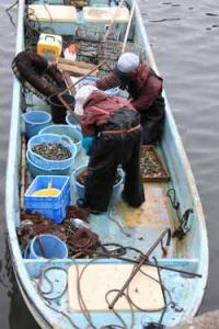 【幡豆町】アサリの選別2（東幡豆漁港）