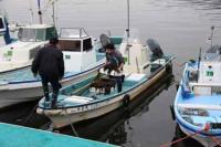 【幡豆町】ワカメの荷揚げ（東幡豆漁港）