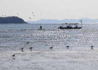 【蒲郡市】アサリ漁の風景3