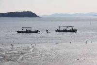 【蒲郡市】アサリ漁の風景5