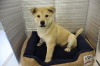 子犬