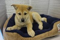 子犬