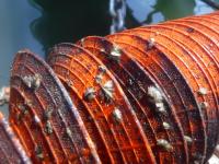 牡蠣養殖方法１