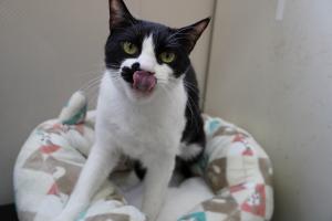 成猫