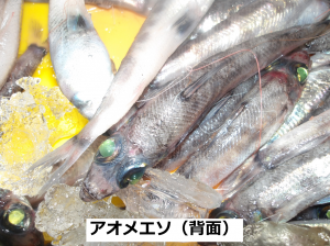 アオメエソ（背面）