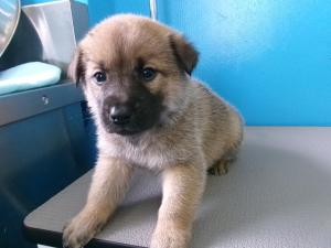 子犬の写真