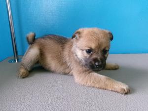 子犬の写真