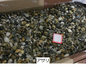 アサリ