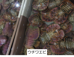 ウチワエビ