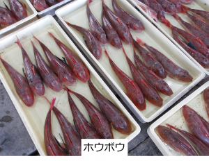 ホウボウ