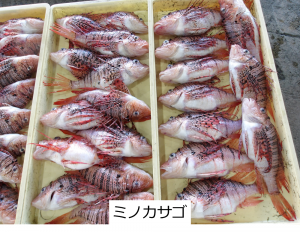 ミノカサゴ