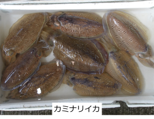 カミナリイカ