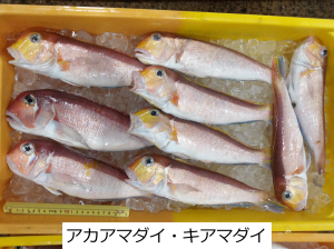 アカアマダイ、キアマダイ