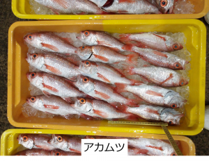 アカムツ