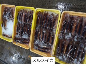 スルメイカ