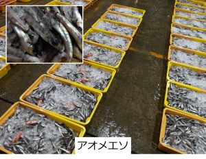 アオメエソ